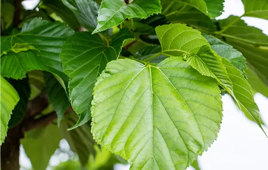 Tilia cordata 'Green Globe'