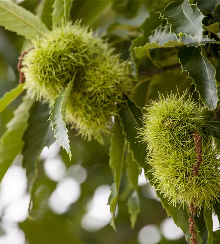 Castanea sativa 'Doree de Lyon' CAC