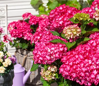 Hydrangea macr.'Endless Summer Love' -R- Rot Hydrangea macr.'Endless Summer Love' -R- Rot