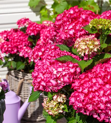 Hydrangea macr.'Endless Summer Love' -R- Rot