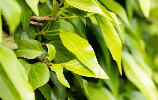 Hedera colchica 'Typ Russland' Hedera colchica 'Typ Russland'