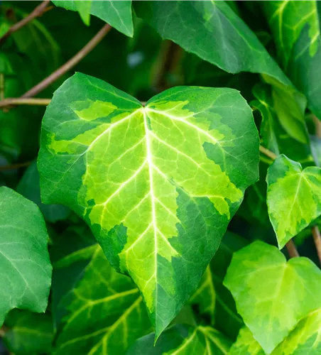 Hedera colchica 'Sulphur Heart'