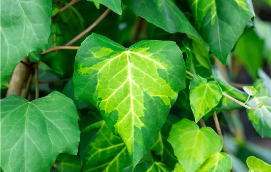 Hedera colchica 'Sulphur Heart' Hedera colchica 'Sulphur Heart'