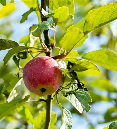 Malus 'Kaiser Wilhelm' zert.