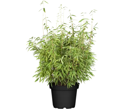 Fargesia murielae 'Dino'