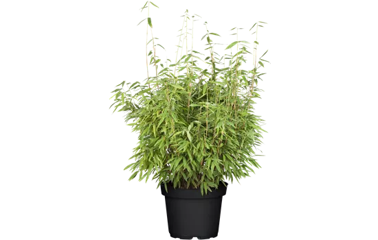 Fargesia murielae 'Dino'