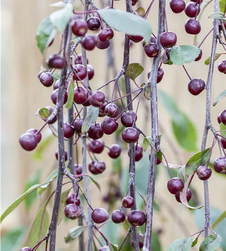 Malus 'Royal Beauty' CAC