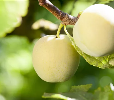 Prunus syr.'Aprimira' -S- CAC Prunus syr.'Aprimira' -S- CAC