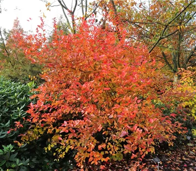 Vaccinium corymb.'Goldtraube 71' CAC