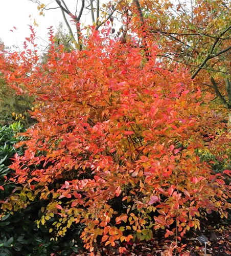 Vaccinium corymb.'Goldtraube 71' CAC