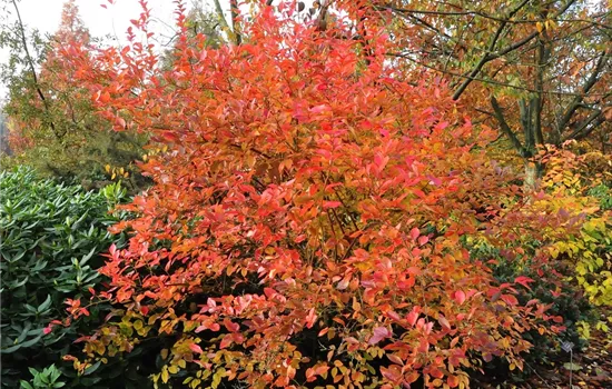 Vaccinium corymb.'Goldtraube 71' CAC Vaccinium corymb.'Goldtraube 71' CAC