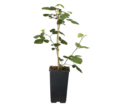 Rubus frut.'Loch Ness' CAC Rubus frut.'Loch Ness' CAC