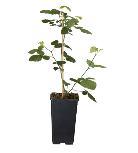 Rubus frut.'Loch Ness' CAC