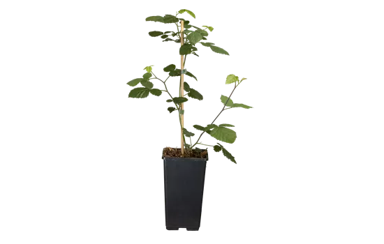 Rubus frut.'Loch Ness' CAC Rubus frut.'Loch Ness' CAC