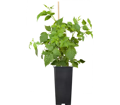 Rubus id.'Sanibelle' -R- CAC Rubus id.'Sanibelle' -R- CAC