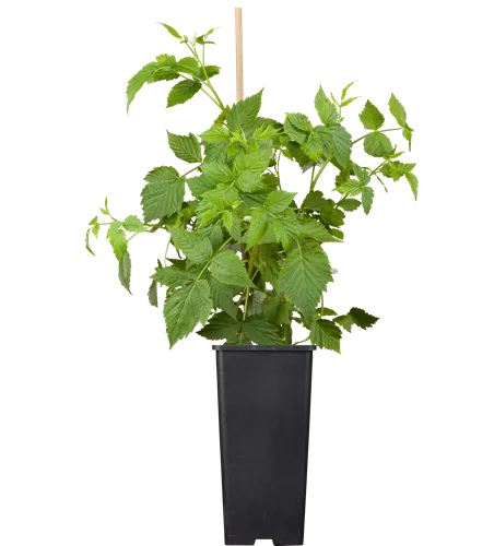 Rubus id.'Sanibelle' -R- CAC