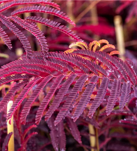 Albizia julibr.'Summer Chocolate' -S-