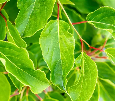 Actinidia arguta 'Duo' CAC Actinidia arguta 'Duo' CAC