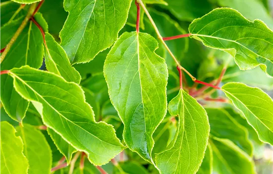 Actinidia arguta 'Duo' CAC Actinidia arguta 'Duo' CAC