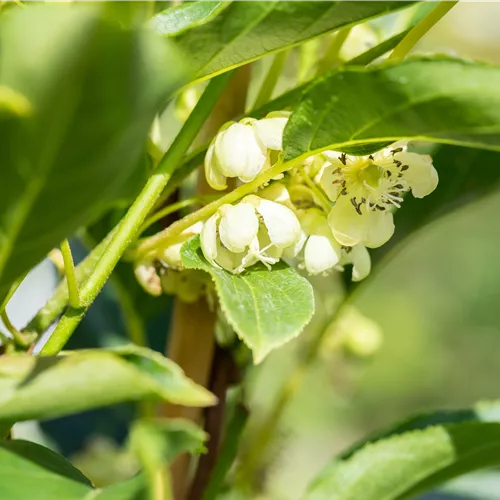 Actinidia arguta 'Nostino'