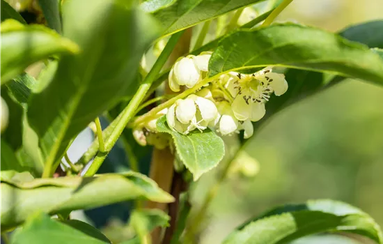 Actinidia arguta 'Nostino' Actinidia arguta 'Nostino'
