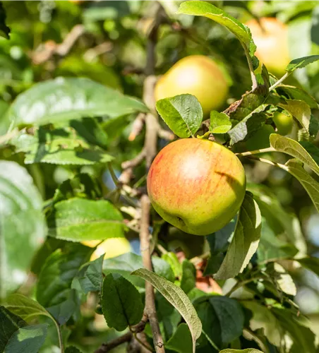 Malus 'Rheinischer Winterrambur' zert.