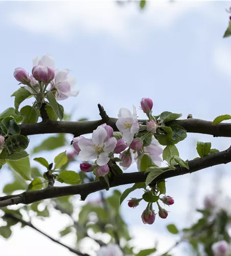 Malus 'Rheinischer Bohnapfel' zert.
