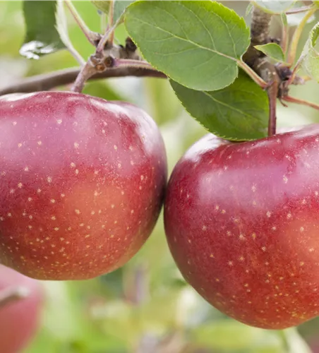 Malus 'Rote Sternrenette' zert.