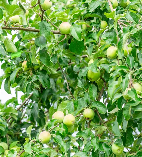 Malus 'Zuccalmagliorenette' zert.