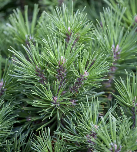 Pinus mugo 'Allgäu'