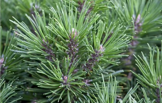 Pinus mugo 'Allgäu' Pinus mugo 'Allgäu'