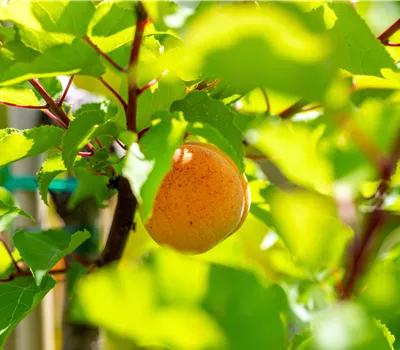 Prunus arm.'Kuresia' -S- zert.vf