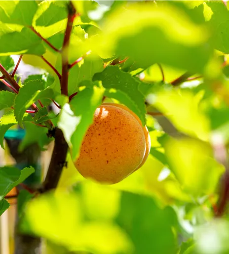 Prunus arm.'Kuresia' -S- zert.vf