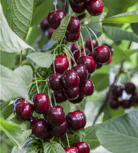 Prunus av.Starline -R- 'Helene zert.vf