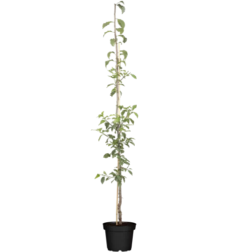 Prunus dom.Starline -R- 'Anja' CAC