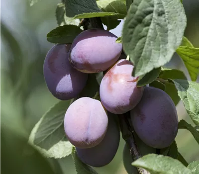 Prunus dom.'Wangenhm. Frühzwet.' zert.