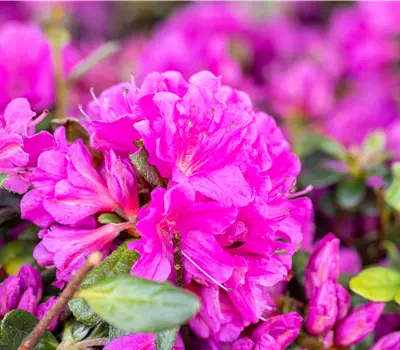 Rhododendron obt.'Geisha Purple'