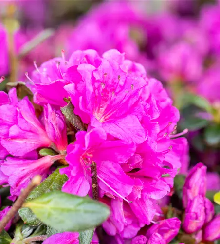 Rhododendron obt.'Geisha Purple'