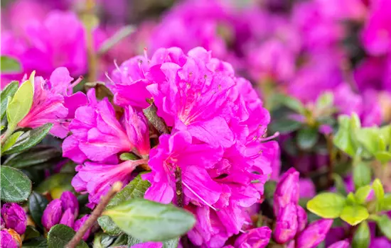 Rhododendron obt.'Geisha Purple'