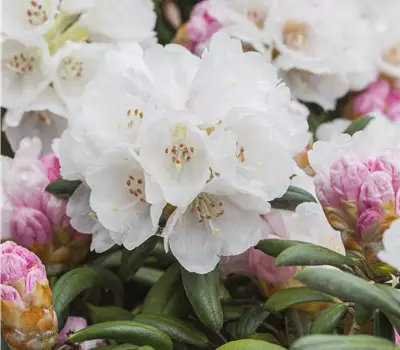 Rhododendron yak.'Dreamland' I