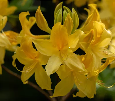 Rhododendron lut.'Goldstück' Rhododendron lut.'Goldstück'