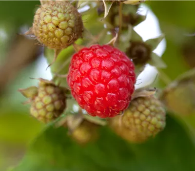 Rubus id.'Valentina' -R- CAC