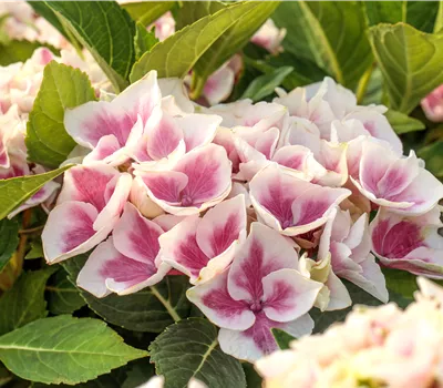 Hydrangea m. 'Candy Heart'