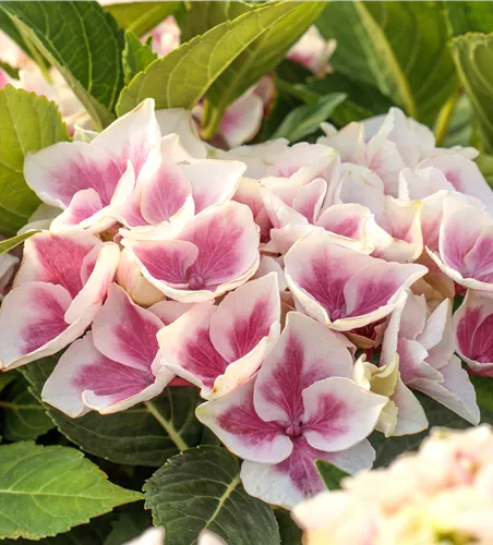 Hydrangea m. 'Candy Heart'