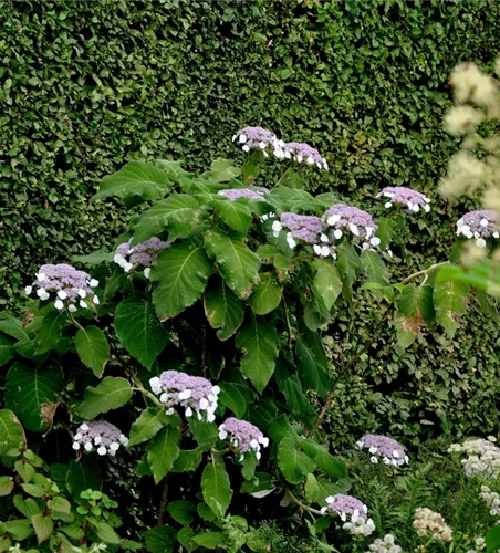 Hydrangea sargentiana