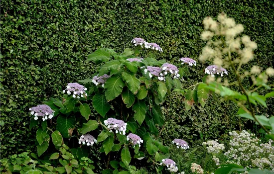Hydrangea sargentiana