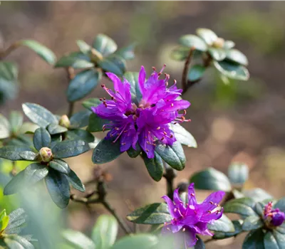 Rhododendron russatum 'Purple Pillow'