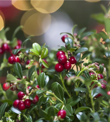 Vaccinium vitis-idaea 'Fireballs'