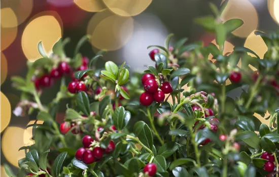 Vaccinium vitis-idaea 'Fireballs'