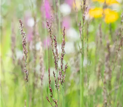 Molinia caerulea 'Heidezwerg'